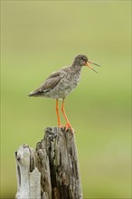 Common redshank