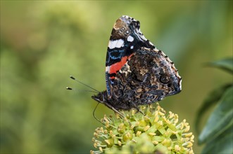 A red admiral