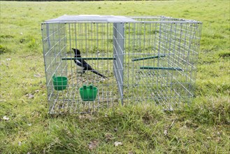 Larsen trap for catching magpies and other Corvidae