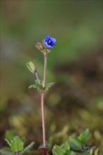 Early Speedwell