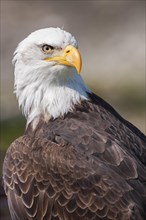 Close-up of a bald eagle