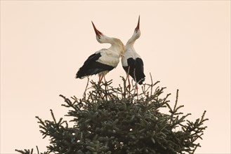 A pair of white storks stands in the nest and greets the new day at sunrise with clattering beaks