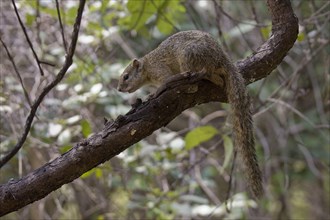 Ochre-footed Bush Squirrel