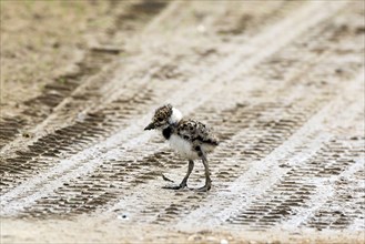 Very young northern lapwing