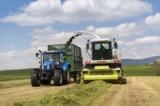 Claas Jaguar self-propelled forage harvester chopping grass and loading New Holland tractor with trailer for silage to be used as cattle feed