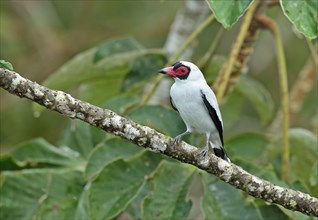 Masked tityra
