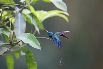 Blue-chinned blue-chinned sapphire