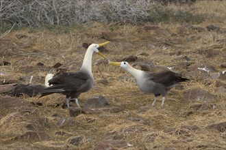 Wavy Albatross Exhibition on Espanola Island