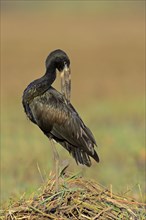 African Open-billed Stork