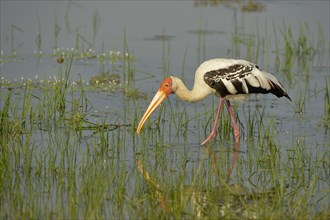 Painted painted stork