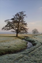 View of a bare tree beside a stream flowing through parkland at dawn