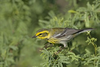 Townsend's Warbler