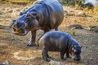 Hippos feeding