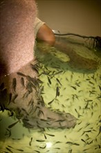 Treating the skin of fish in a spa