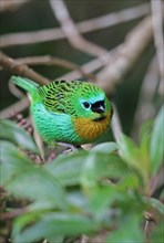 Tangara brassy-breasted tanager