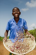 Young girl sorts chaff from beans by throwing them into a basket
