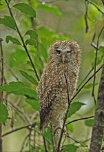 African tawny owl
