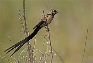 Long-tailed Widowbird