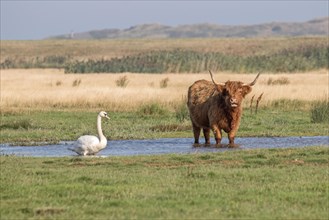 Mute swan with upland cow