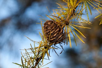 Detail of needles and cone of Japanes larch