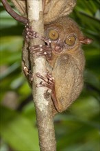 Philippine tarsier