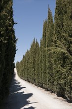 Mediterranean cypress