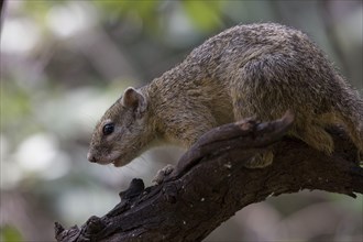 Ochre-footed Bush Squirrel