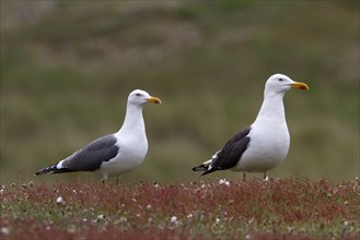 Pair of Lesser Black-backed Gulls on Havergate Island