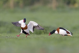 Common shelduck