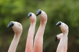 Chilean chilean flamingo