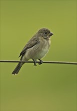 Double-collared Seedeater
