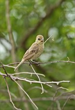 Red-breasted monkey