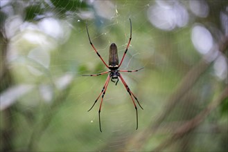 Giant Golden Orb-web Spider