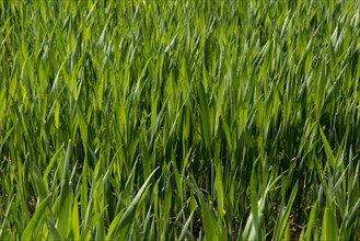 Young bearded wheat crop at stage 30