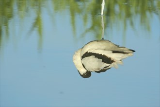 Mirror image of the black-capped avocet