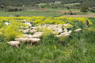 Flock of sheep