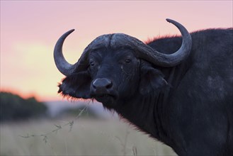 African buffalo