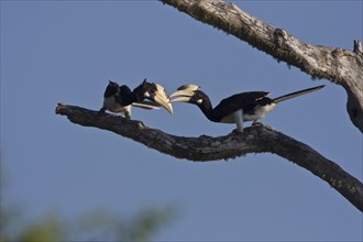 Malabar Hornbill
