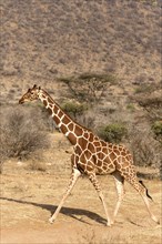 Adult reticulated giraffe