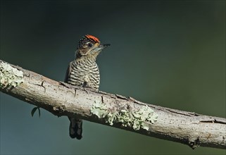 White-banded Pygmy Woodpecker