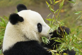 Giant Panda