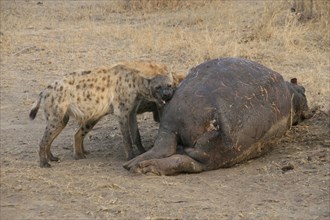 Spotted hyena