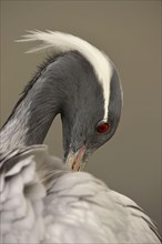 Demoiselle demoiselle crane