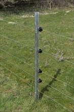 New electric fence with galvanised steep posts and insulators on pasture with sheep