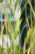 Nitrogen deficiency in wheat