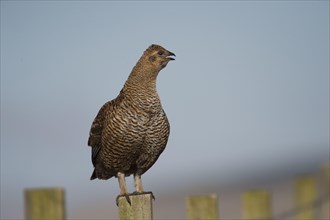 Black Grouse