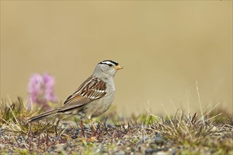 White-Crowned white-crowned sparrow