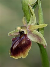 Alasian alasian orchid