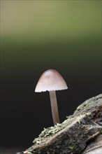 A bonnet mushroom