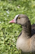 Lesser white-fronted geese